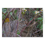 Peek-A-Boo Kitty Card