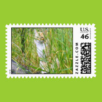 Peek-a-boo kitty postage postage
