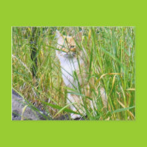 Peek-a-boo kitty postcard postcards