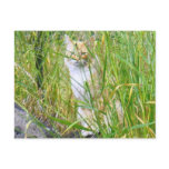 Peek-a-boo kitty postcard