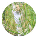 Peek-a-boo kitty sticker by shawke123 Peek-a-boo kitty sticker