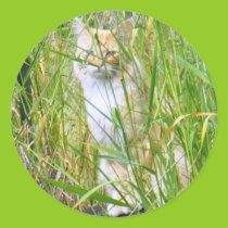 Peek-a-boo kitty sticker