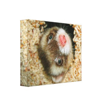 Peek-a-Boo Pauley Canvas Print