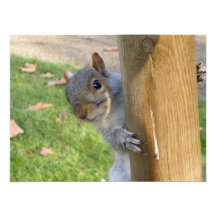 Peek-a-boo! Photographic Print