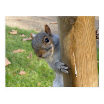 Peek-a-Boo! postcards