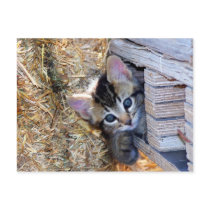 Peek-a-Boo postcards by Texassulcatas Peek-a-Boo postcards