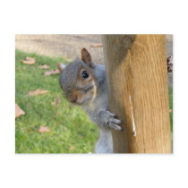 Peek-a-Boo! postcards by muiling Peek-a-Boo! postcards