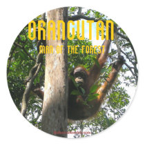 Peek a boo Primate - orangutan stickers by Rebecca_Reeder Peek a boo Primate - orangutan stickers
