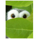 Peek-A-Boo t-shirts by Heartworks Peek-A-Boo t-shirts