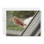Peek a boo white goat! Cute goat waiting picture Personalized Invitation