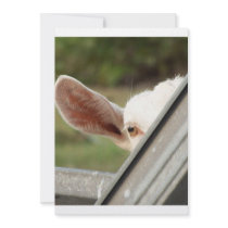 Peek a boo white goat! Cute goat waiting picture Personalized Invites