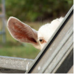 Peek a boo white goat! Cute goat waiting picture Photo Cut Outs