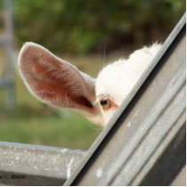 Peek a boo white goat! Cute goat waiting picture Photo Cut Out