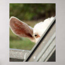 Peek a boo white goat! Cute goat waiting picture Poster