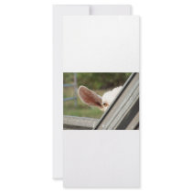 Peek a boo white goat! Cute goat waiting picture Full Color Rack Card