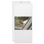 Peek a boo white goat! Cute goat waiting picture rack cards
