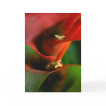 Peekaboo cards by KiraDott Peekaboo cards