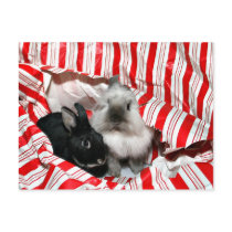Peekaboo Christmas bunnies postcards by deemac1 Peekaboo Christmas bunnies postcards