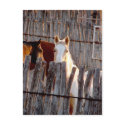 Peekaboo Paint postcards