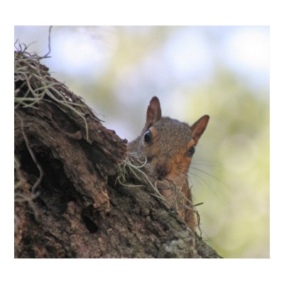 Peekaboo Squirrel Poster by cherylarogers