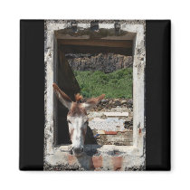 Peeking donkey refrigerator magnets