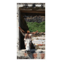 Peeking donkey photo card template