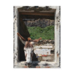 Peeking donkey post cards