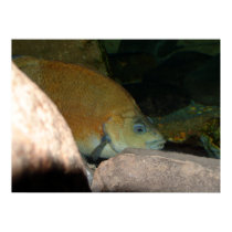 Peeking Fish Posters