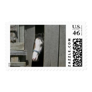 Peeking Horse Stamp