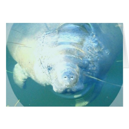 Peeking Manatee  Greeting Card