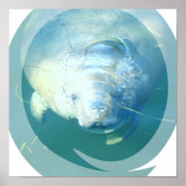 Peeking Manatee  Poster
