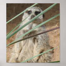 Peeking Meerkat Print
