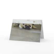Peeking Pug Greeting Card - Blank Inside