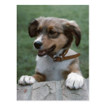 Peeking Puppy Post Cards