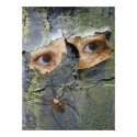 Peeling Paint posters