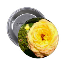 Peer Gynt Roses Pinback Buttons