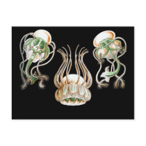 Pegantha (Jellyfish) Postcard