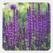 Pegatina púrpura de la lavanda