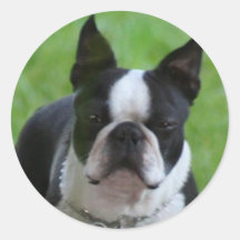 Pegatinas de Boston Terrier