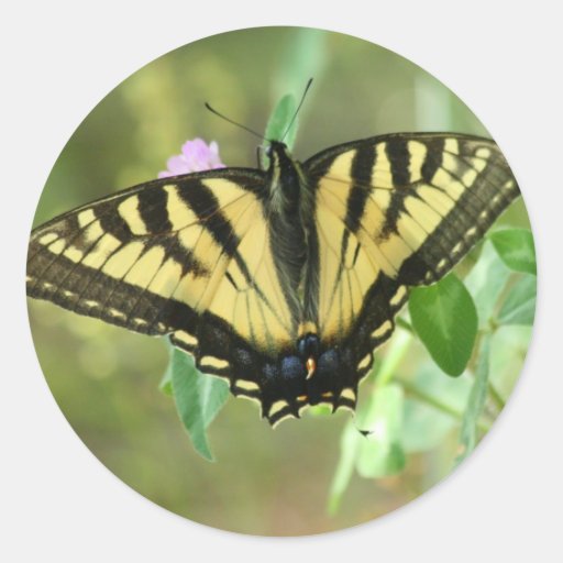Pegatinas de la mariposa de Swallowtail del tigre