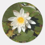 Pegatinas del lirio de agua