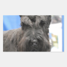 Pegatinas lindos del Schnauzer