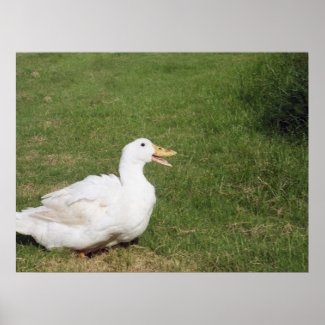 Pekin duck with open bill on green grass print