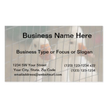 Pekin ducks in cage picture business cards
