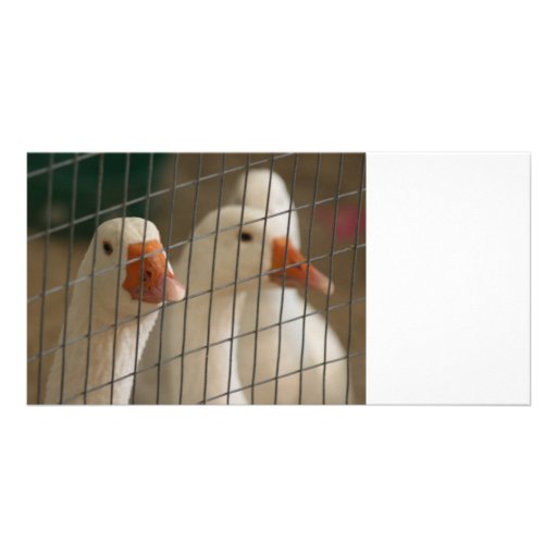 Pekin ducks in cage picture customized photo card
