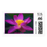 pekinensis rubra, www.buumon.org postage
