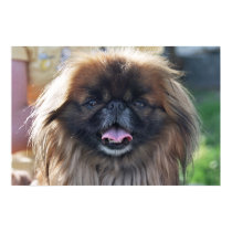 Pekinese posters by Maciej_Frolow Pekinese posters