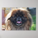 Pekinese posters