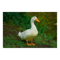 Peking Duck posters