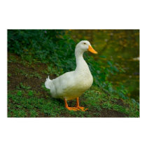 Peking Duck posters by Joenov15 Peking Duck posters